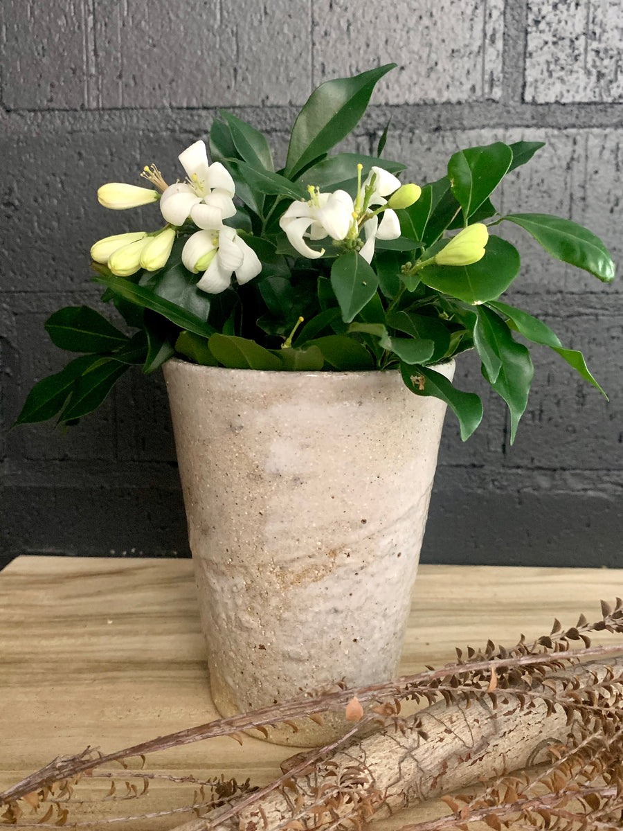 Vases Aleisa Byfield Artisan Vases aleisa byfield artisan